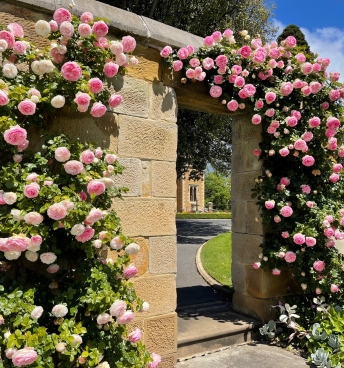 Arch with Pink Roses