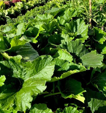 Comminity Garden