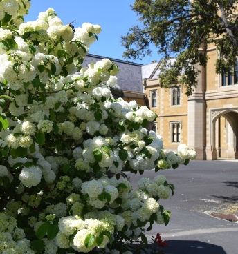 Lions court in Spring