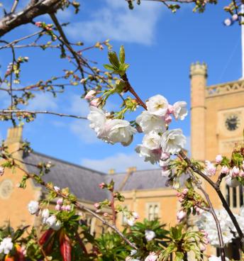 Spring Blossoms