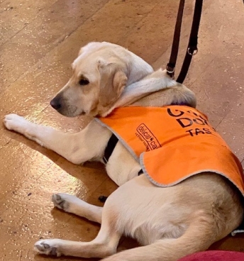 Guide Dogs 2