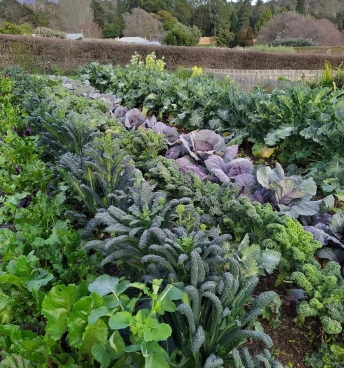 GH Produce Garden