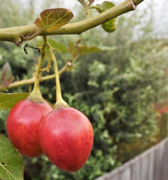 garden-produce-tours