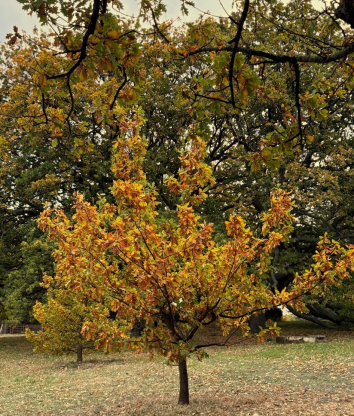 An autumnal tree in the Government House gardens