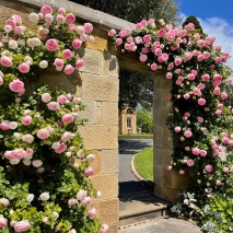 Arch with Pink Roses
