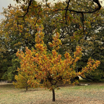 An autumnal tree in the Government House gardens