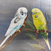 Budgies