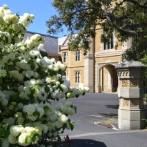 Lions court in Spring