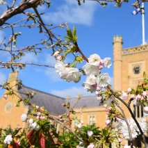 Spring Blossoms