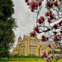 GH + garden - magnolia