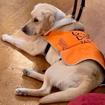Guide Dogs 2
