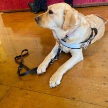 Guide Dogs Tasmania