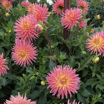 Picking Garden