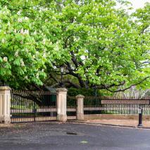 diabetes-tasmania