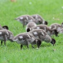 ducklings-close