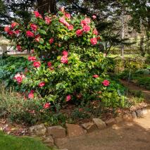 garden-near-japanese-pond