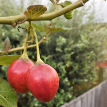 garden-produce-tours