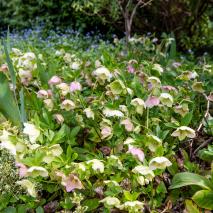 garden-spring