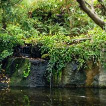 pond-without-duckweed