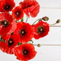 remembrance-day