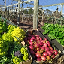 winter harvest