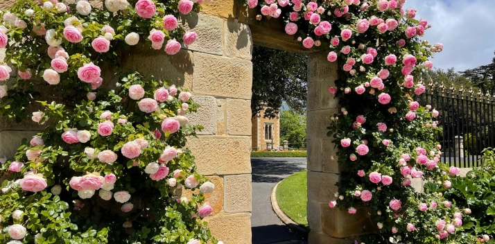 Arch with Pink Roses