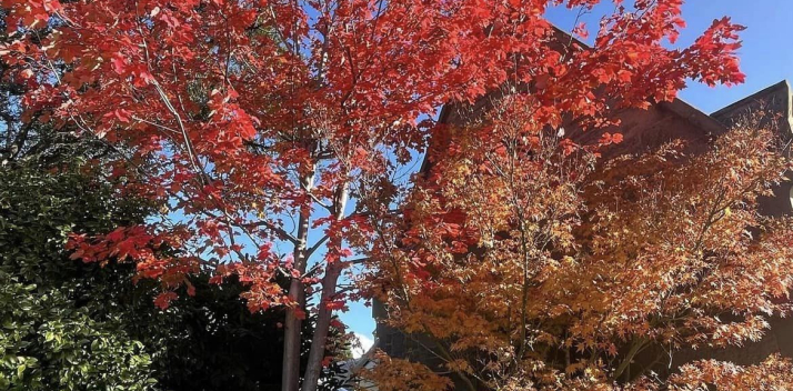 Autumn
