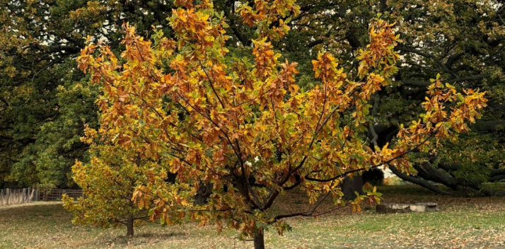 An autumnal tree in the Government House gardens