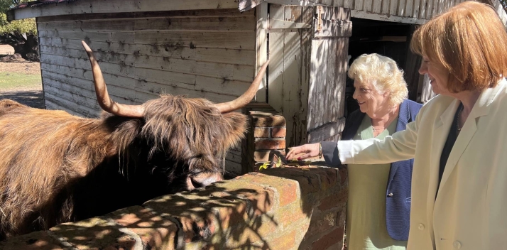 Her Excellency meeting a Highland cow at Ratho Farm
