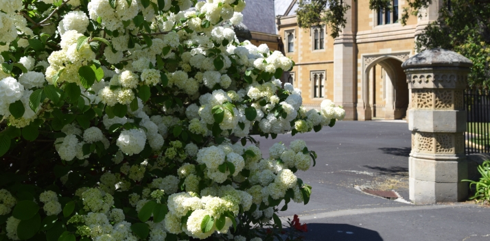 Lions court in Spring