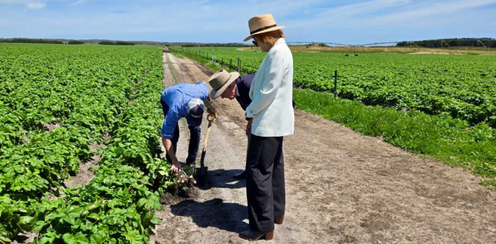 Her Excellency and Professor Chalmers viewing a potato crop