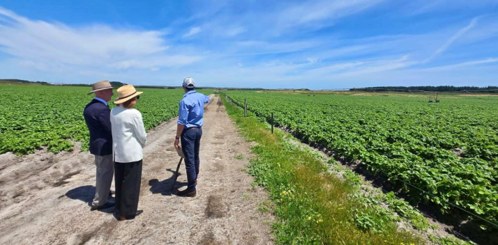 Her Excellency and Professor Chalmers viewing a potato crop