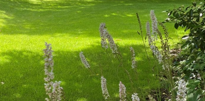 Lawn