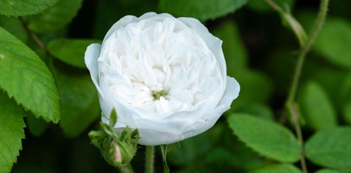 council-on-the-ageing