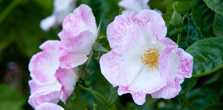 archipelago-productions