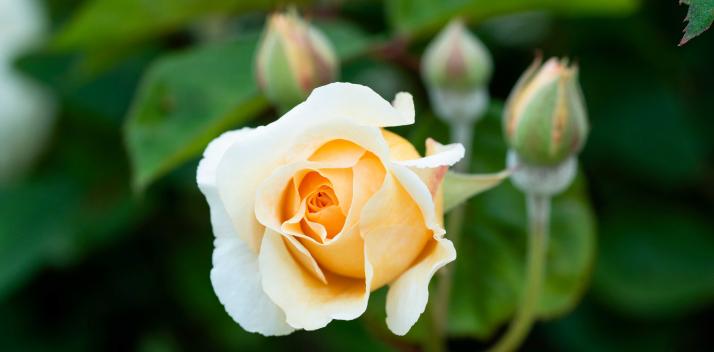 austins-ferry-primary-school