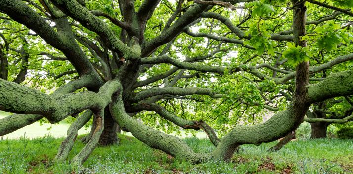 chief-executive-women