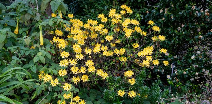 churchill-fellows-association-tasmania