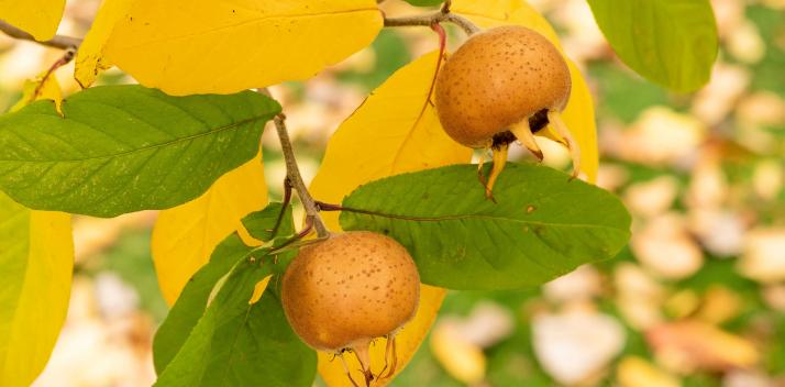 hobart-women-shelter