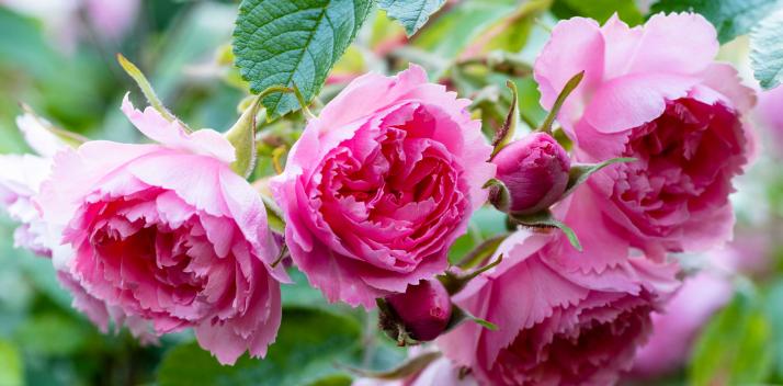 peter-underwood-centre