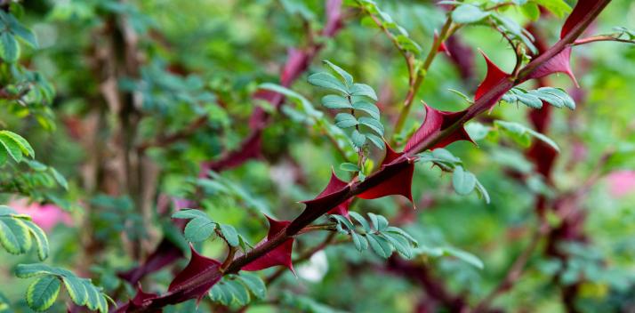 peter-underwood-centre