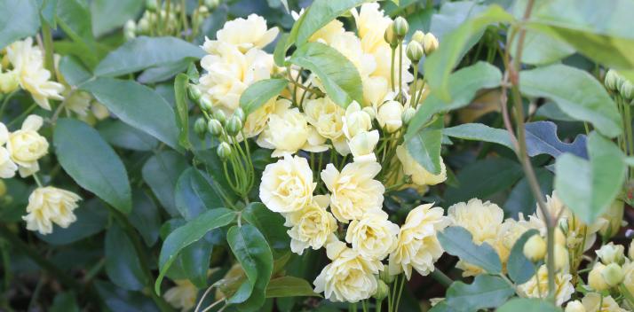 services-league-of-australia