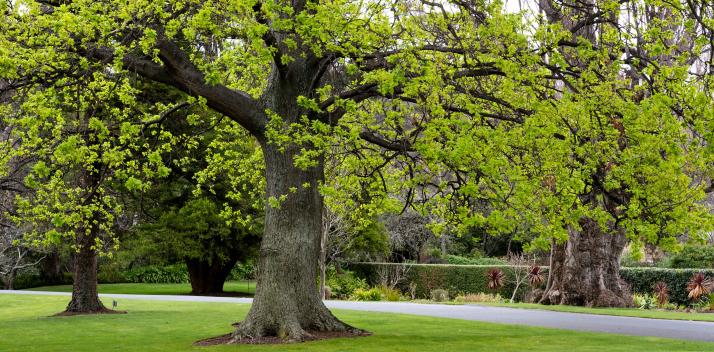 southern-cross-austereo