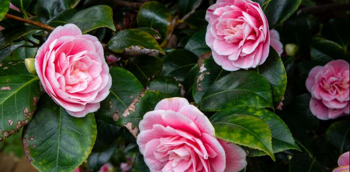 tasmanian-sail-training