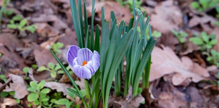 crocuses