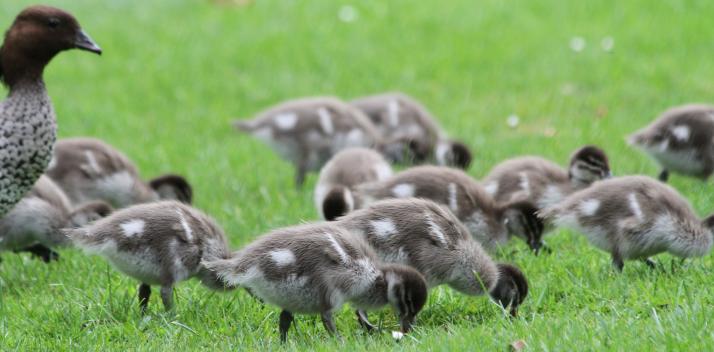 ducklings-close