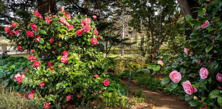 garden-near-japanese-pond