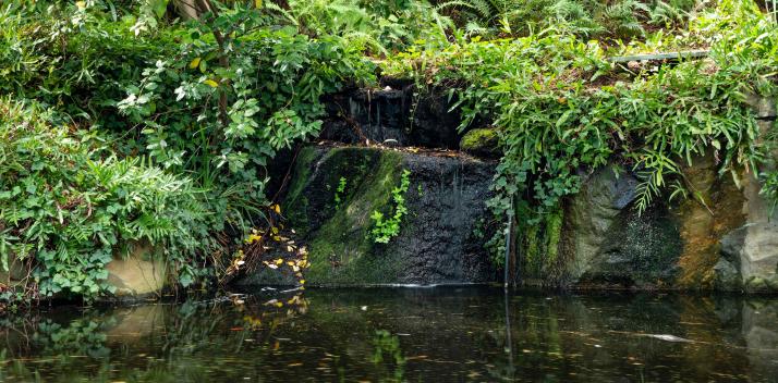 pond-without-duckweed