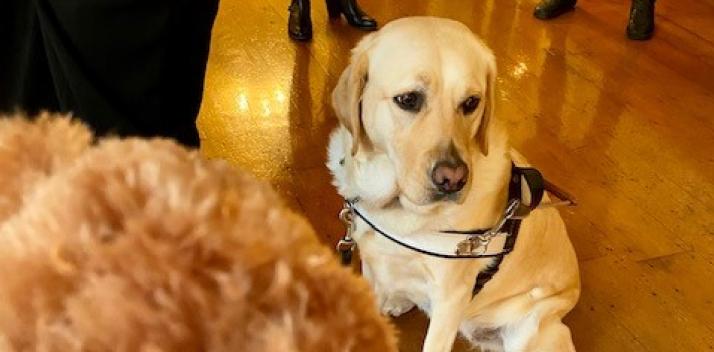 Guide Dogs Tasmania