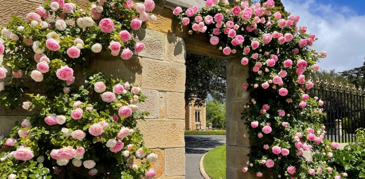 GH Arch with Pink Roses